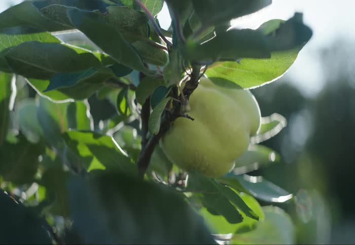 Green fruit on a tree with sun reflection