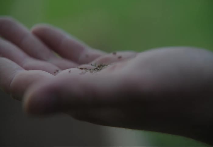 Dirt drops into the palm of a persons hand