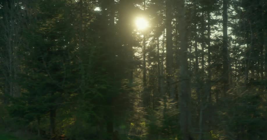 Greenish forest with sun reflection