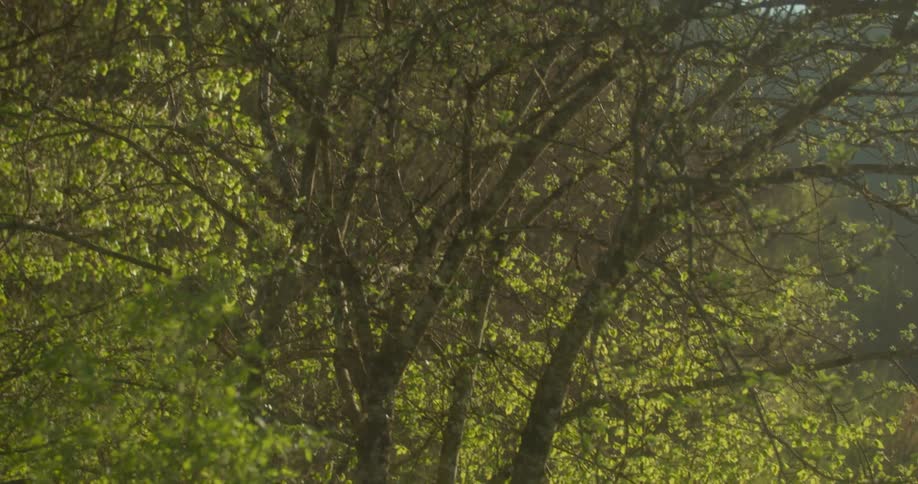 The camera pans from a sunlit lake and distant hills to a close up of trees with new spring leaves