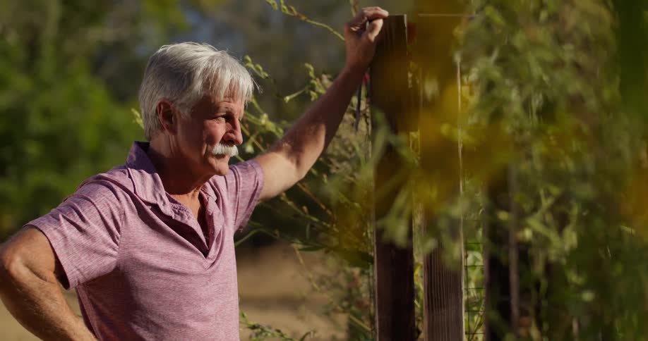 Older man holds onto one of the posts covered in vines during a sunny day