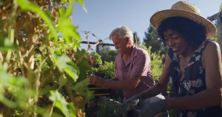A senior couple engaged in gardening activities nurturing plants together in a vibrant and flourishing garden setting
