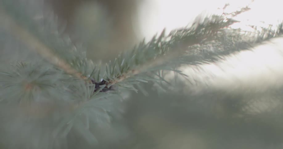 A pine tree branch is being filmed up close