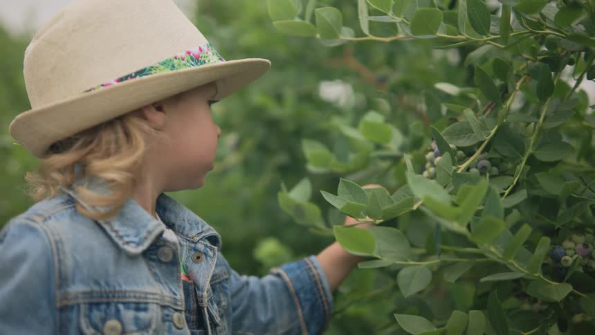 A young child wearing a denim jacket and a straw hat picks blueberries from a bush and places them in a small container