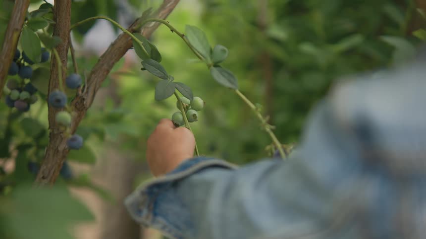 A childs hand reaches out to pick a ripe blueberry from a bush laden with fruit