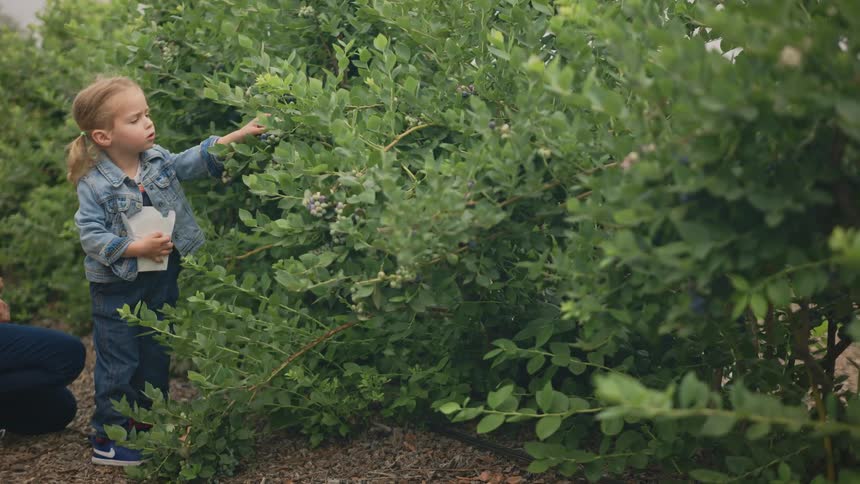 Little blonde girl picking blueberries from a low tree next to an adult person