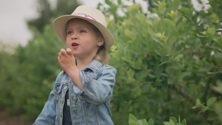 A young girl picks blueberries on a berry farm on a summer day