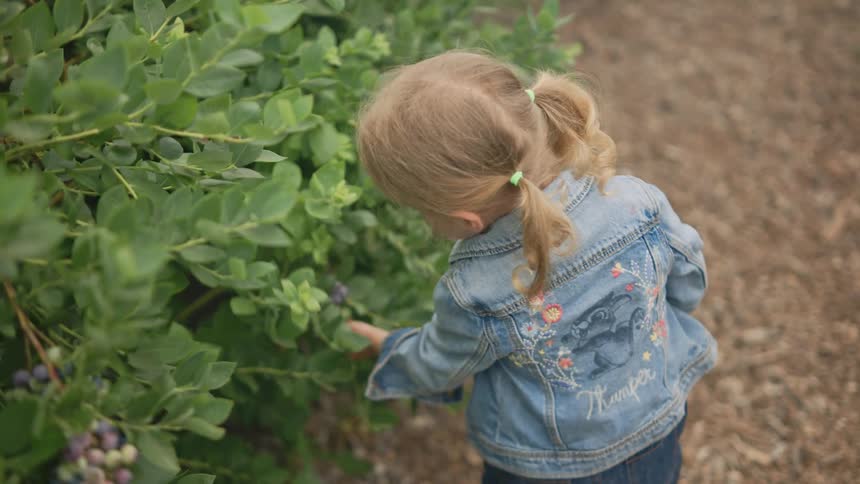 A child with blonde hair in pigtails wearing a denim jacket with floral embroidery is picking blueberries from a bush