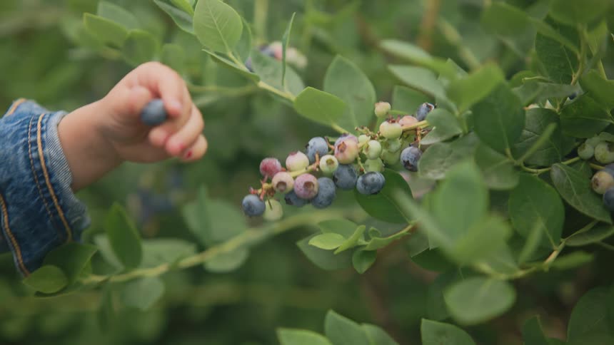 Childs hand picking a blueberry directly from the plant