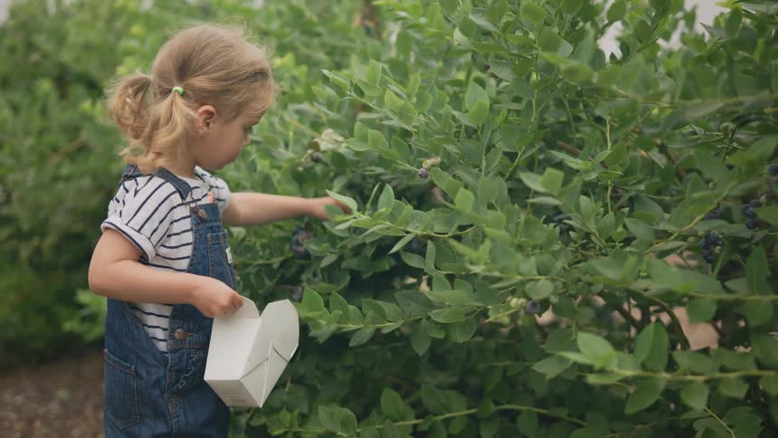 Little girl picking fruit from a tree