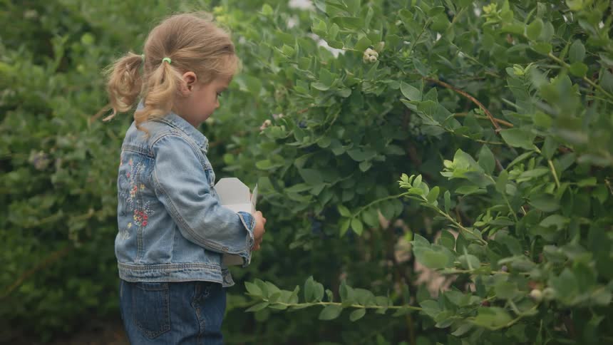A young girl picks fresh blueberries on a berry farm on a summer day