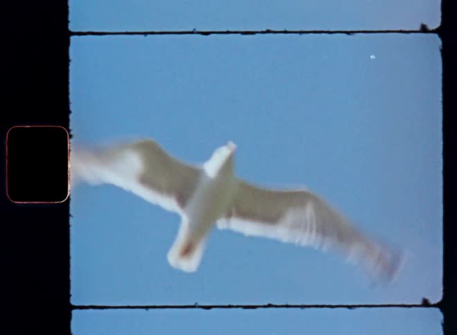 A seagull soars through the clear blue sky its wings outstretched in flight