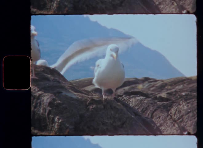 Seagulls stand on a rocky ledge with a mountain range in the background