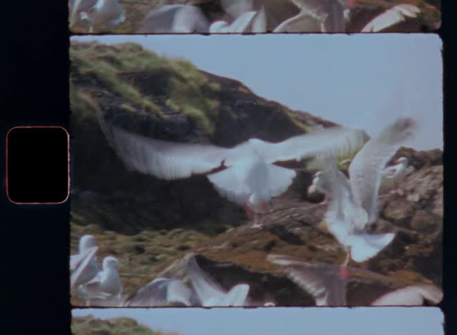 Group of white birds flying and close to a mountain