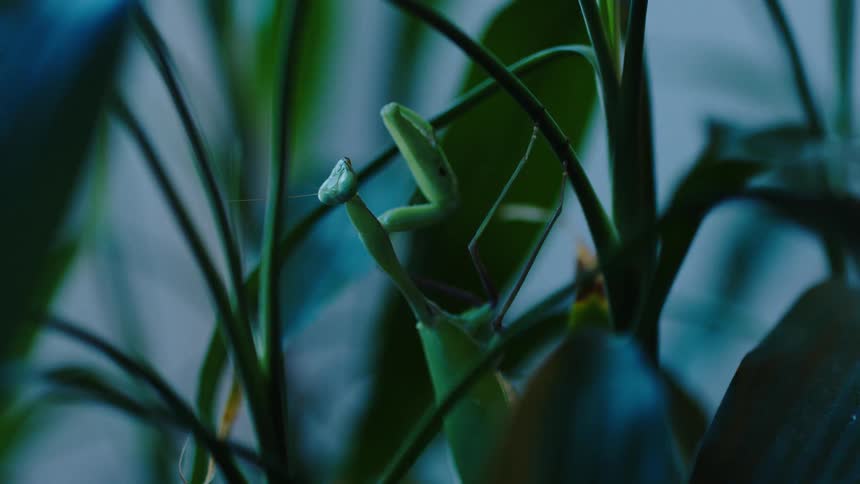 Green praying mantis camouflaged among plant leaves and stems