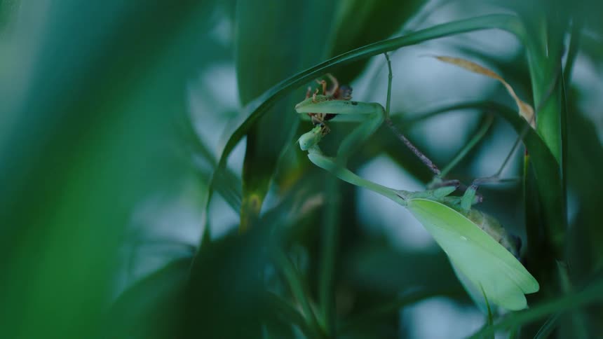 A praying mantis is perched on a green leaf amidst dense foliage feeding on a smaller insect