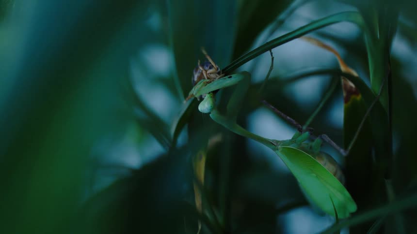 A praying mantis feeding on a smaller insect