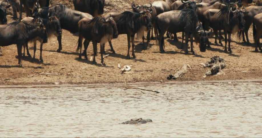 Alligator in a river with wildebeest on the bank