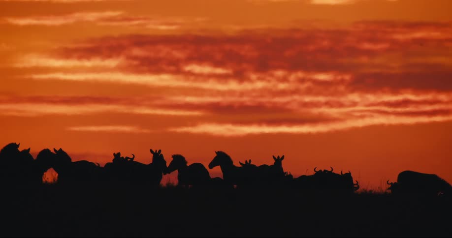 A clip of animals grazing