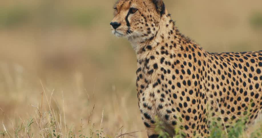 Cheetah walking attentively through the jungle