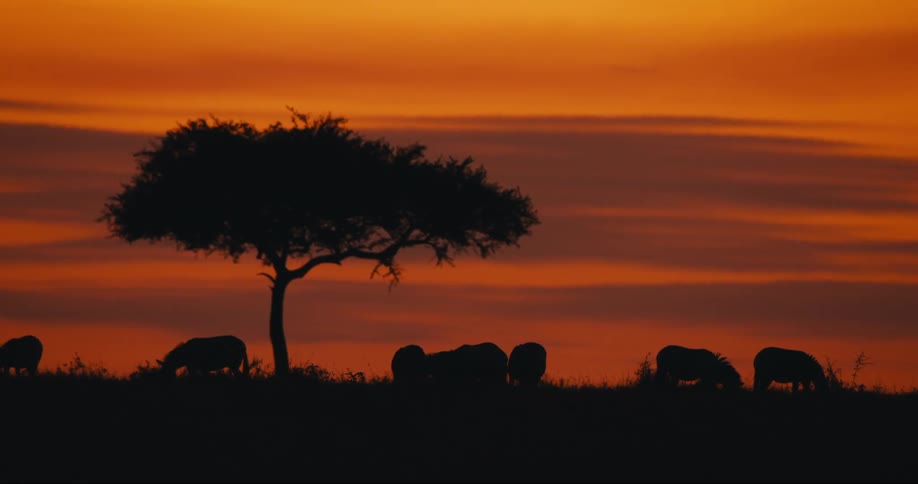 Silhouette of zebras in a jungle with a tree and a reddish sky