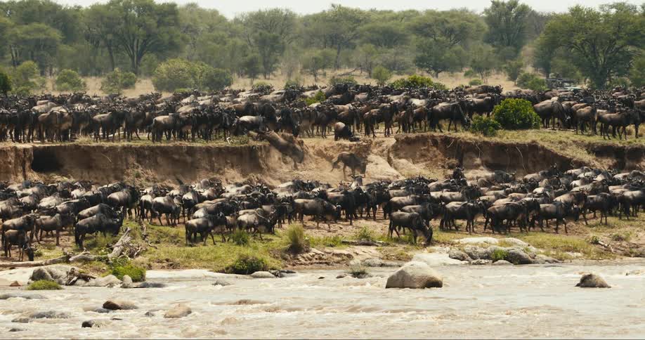 Group of wildebeest running in the same direction along a riverbank