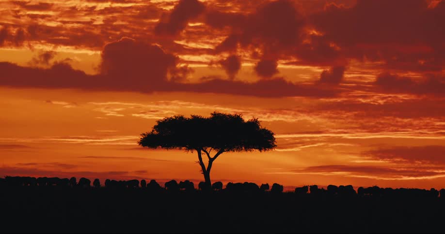 Silhouette of animals around a tree in the jungle and a reddish sky