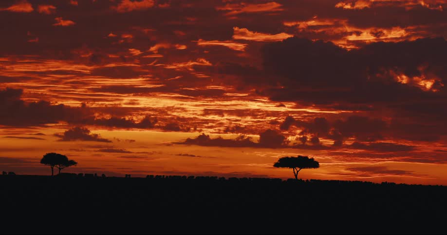 Natural landscape with silhouettes of animals in the background and a reddish sky
