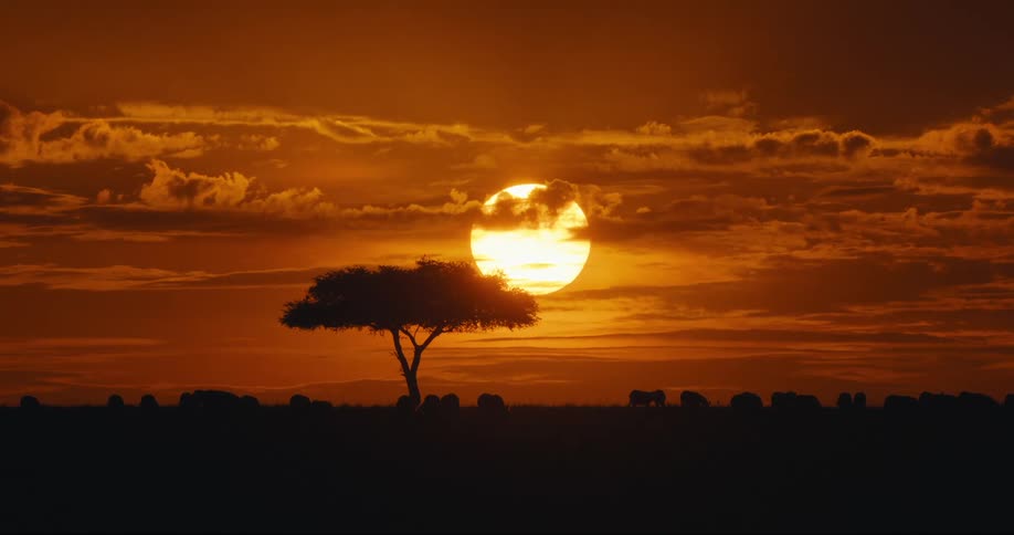 A footage of animals grazing in the jungle
