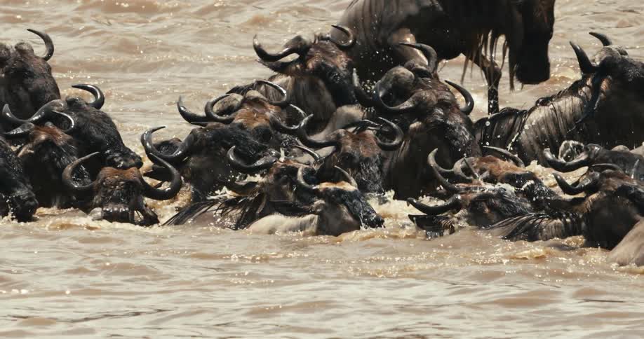 Wildebeest running through the river