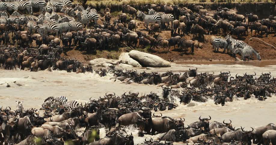 A herd of wildebeest and zebra are crossing the river