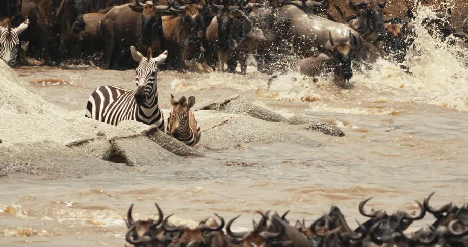 Zebra and wildebeest jump around in the water