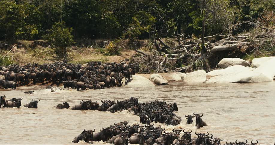 Group of wildebeest running across a river during the day