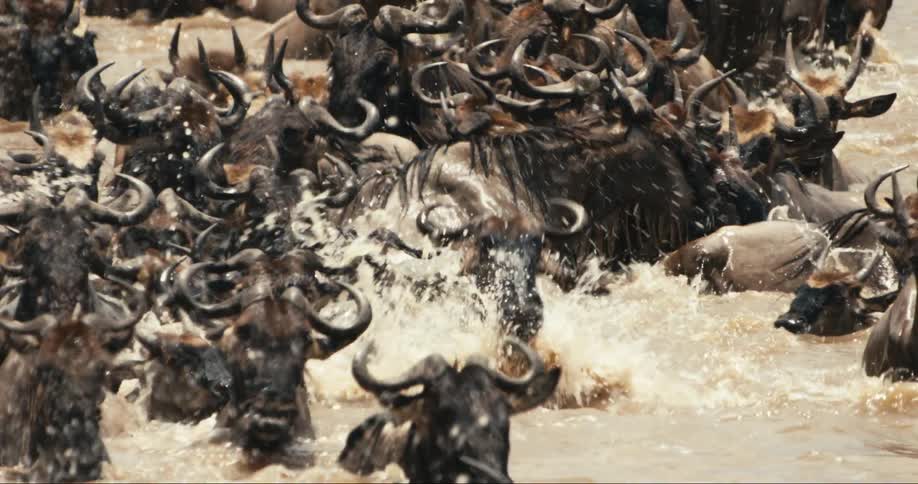 A herd of animals travel through the water