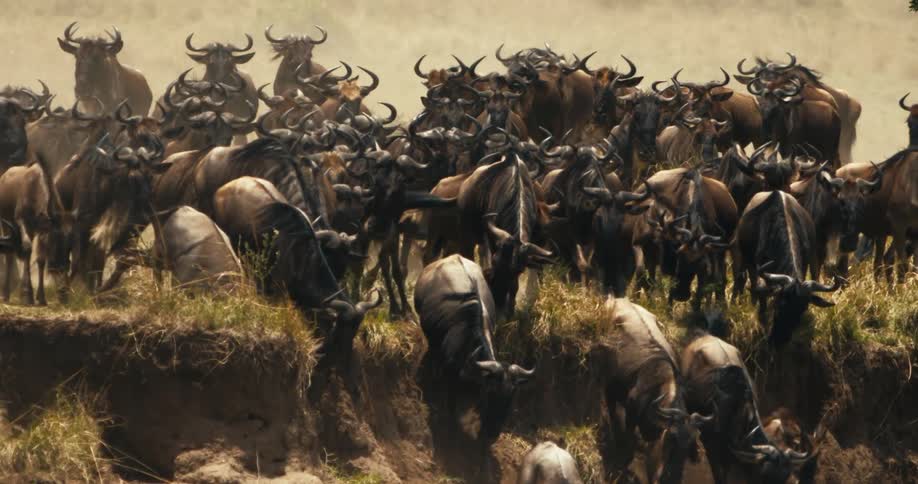 Large group of wildebeest running in the same direction