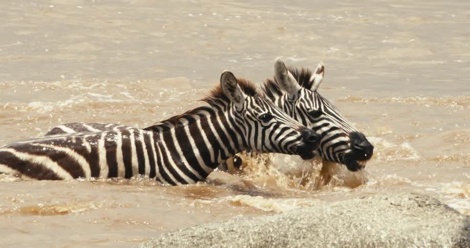 Two zebras crossing a river