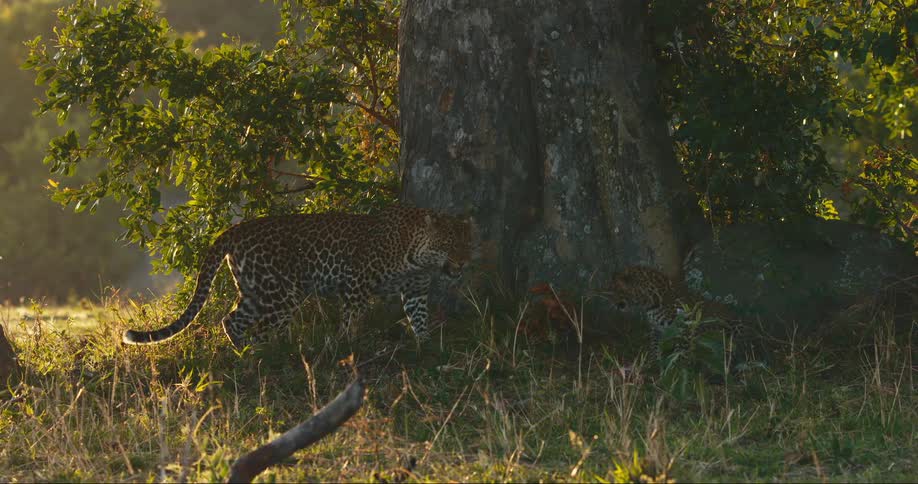 Leopard standing up and walking towards her cub below a tree