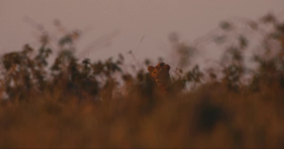 Lion standing in the jungle on a late afternoon