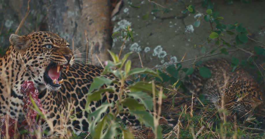 Female leopard and its cub snarling