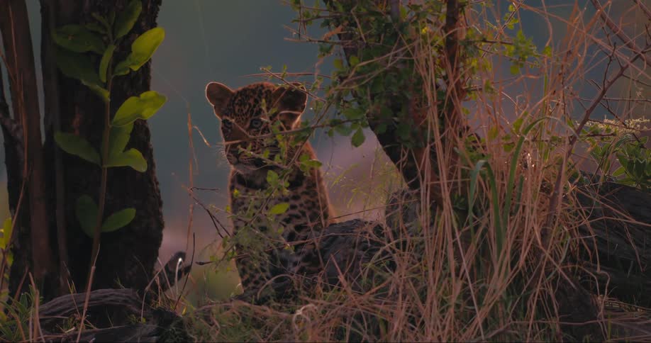 Leopard cub camouflaged behind a tree
