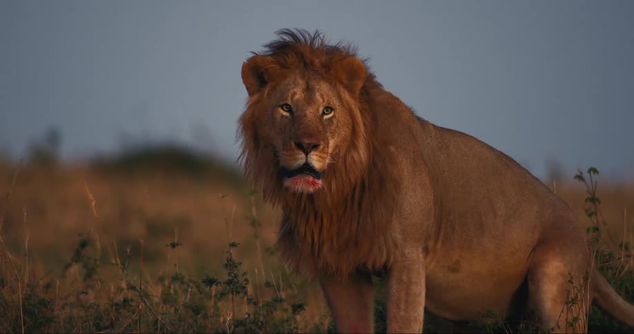 A lion is sitting and looking around