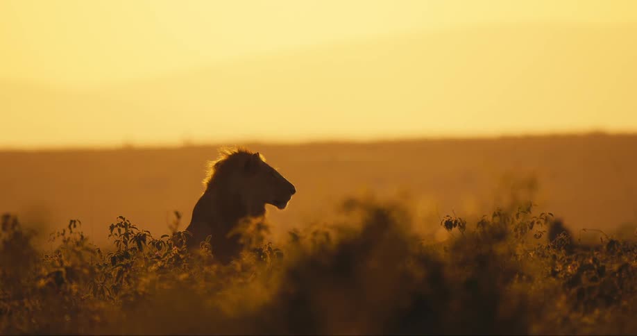 Lion looking to the side while in the wild