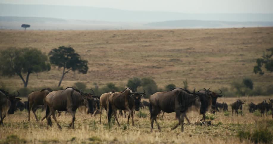 Group of wildebeest moving in the same direction