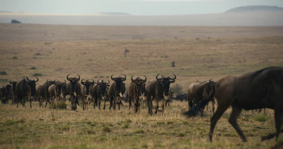 Large group of wildebeest walking through the jungle