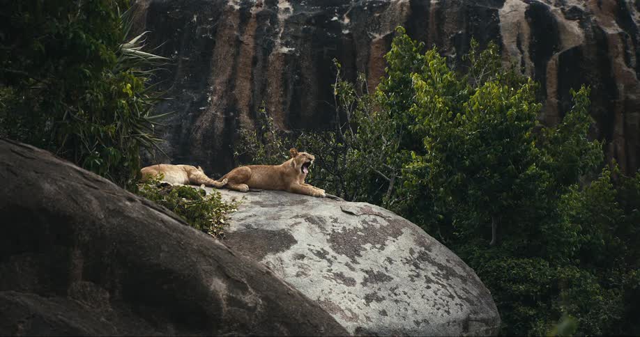 Two lions lying on a rock in the wild