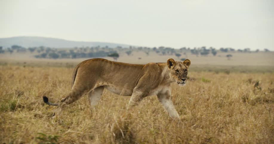 Lioness walking through a field during the day