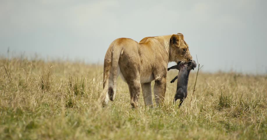 Lion holding dead cub in mouth