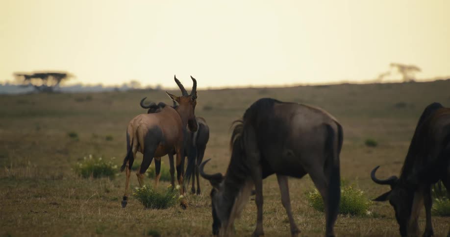 Group of wild animals grazing in the jungle