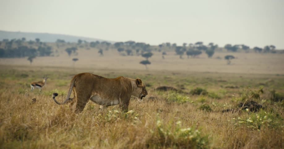 Lioness walking in the jungle with impalas in the background
