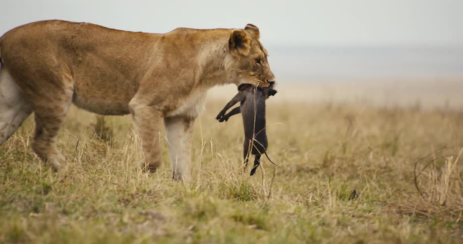 Lioness walking with a dead cub in her mouth
